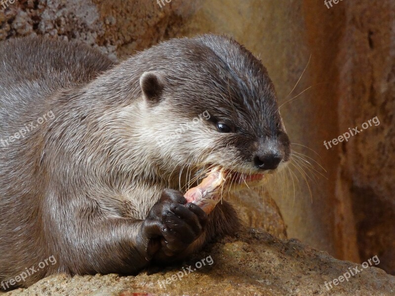 Otter Food Animal Zoo Free Photos