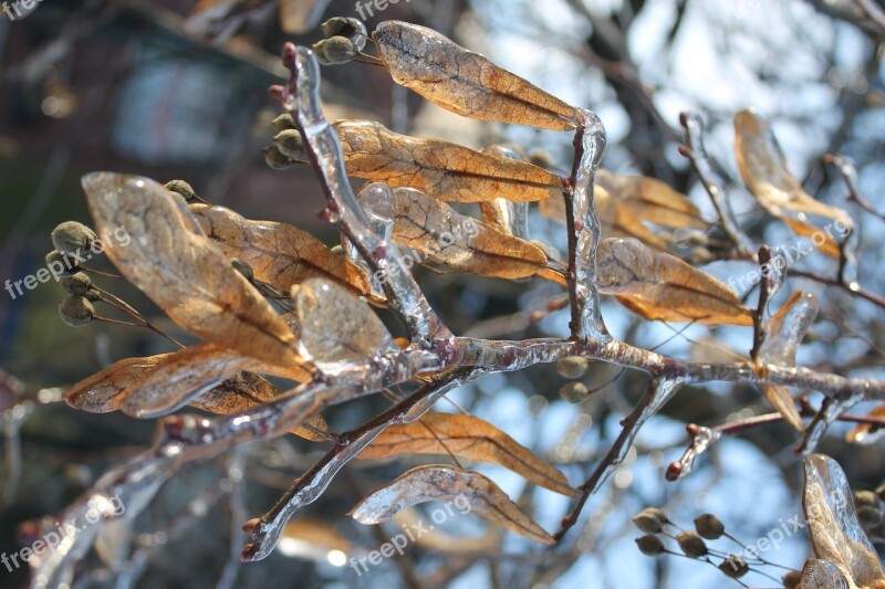 Frost Tree Winter Nature Landscape