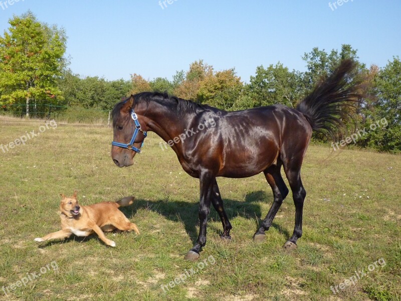 Horse Standard Pure Arab Blood Horse Breeding Dog