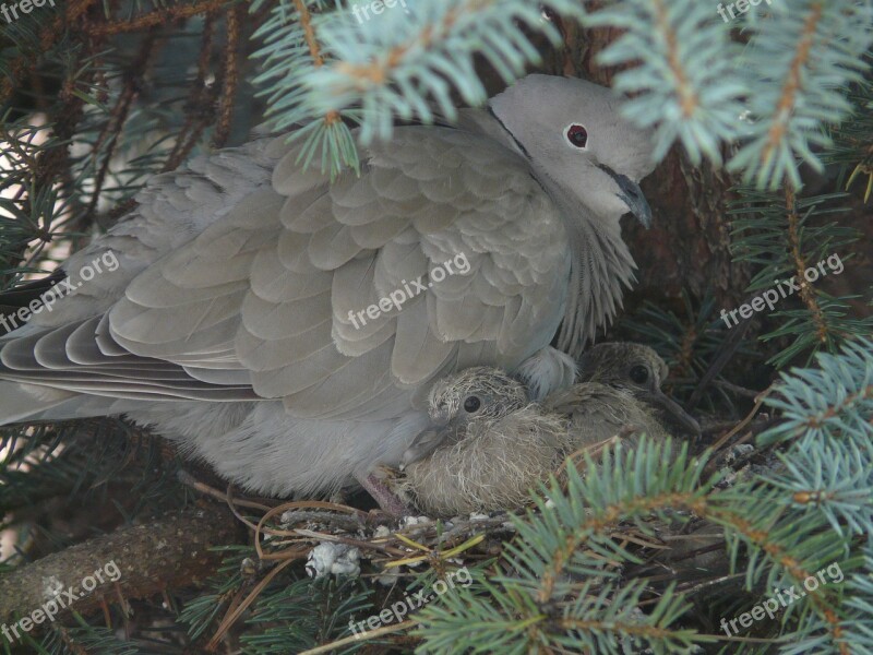 Pigeons Pisklaki Family Birds Socket