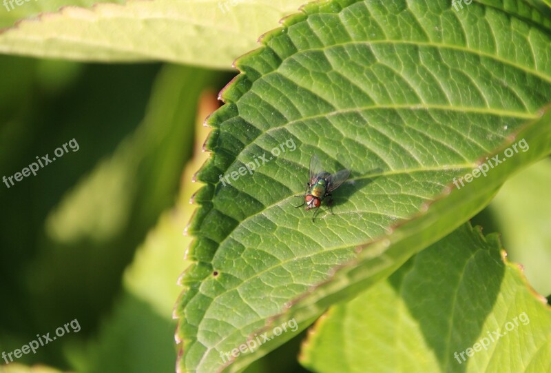 Bluebottle Fly Green Insect Free Photos