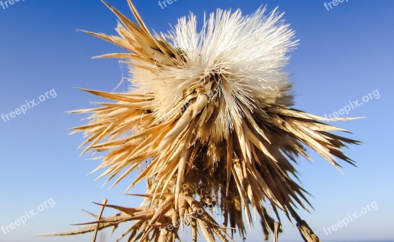 Thistle Plant Flower Nature Wild