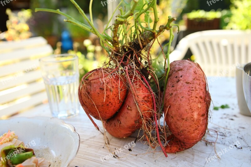 Yam Harvest Sweet-potato Sweetpotatoe Self Catering