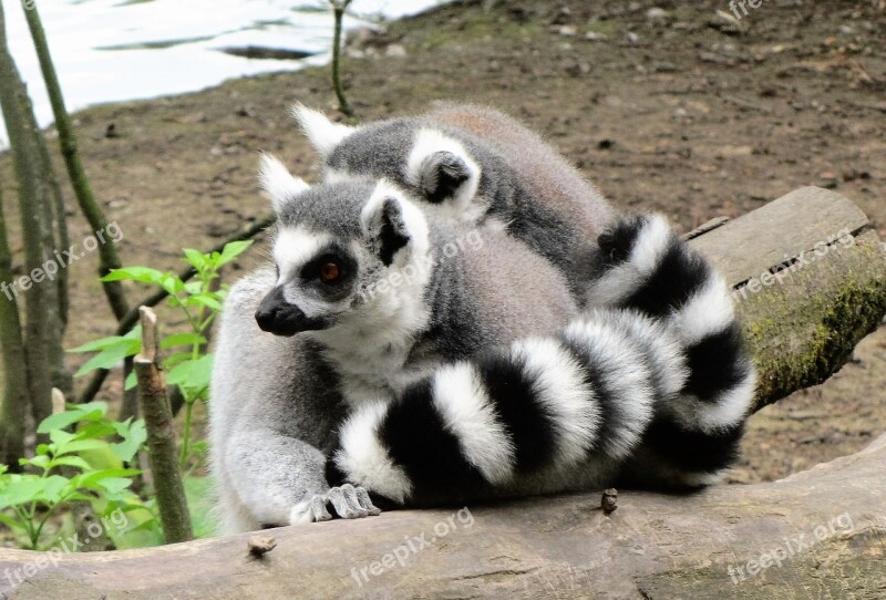 Zoo Ring-tailed Lemur Monkey Monkeys Little Monkey