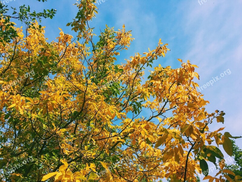 Autumn Trees Leaves Golden Autumn Nature