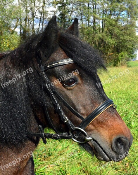 Pony Small Horse Breed Ride Horse Pleasure Horse