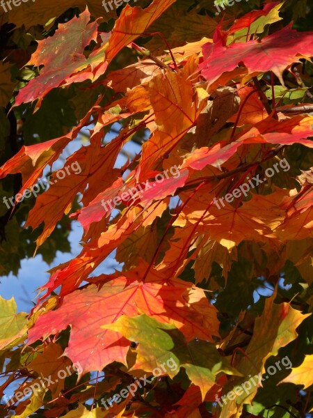 Foliage Autumn Autumn Gold Collapse Color