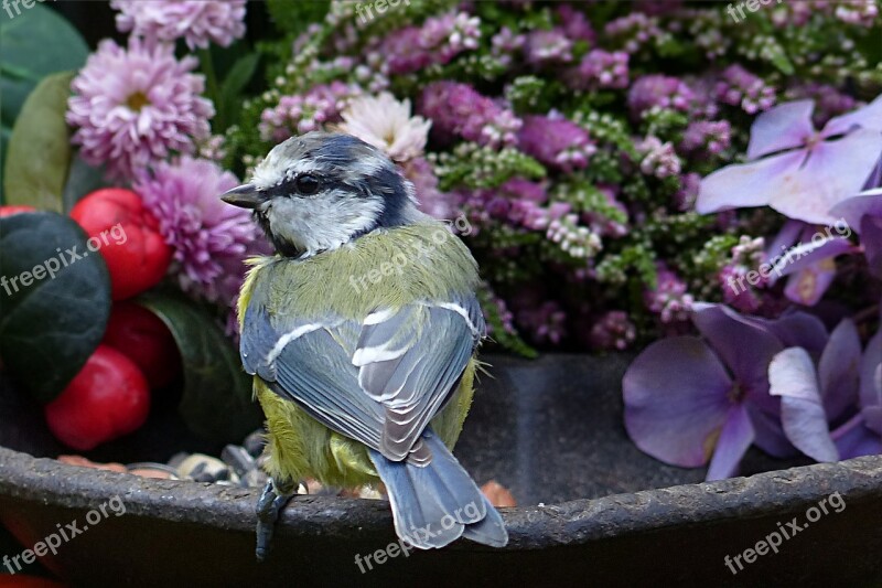 Animal Bird Blue Tit Cyanistes Caeruleus Young