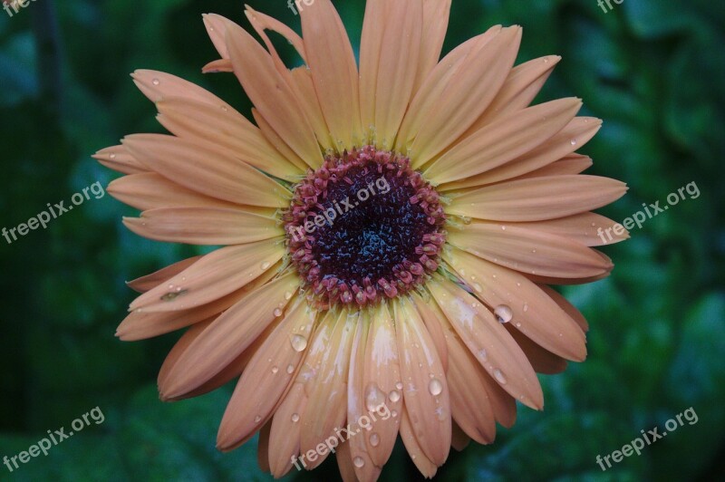 Rainy Day Garden Flower Rain Outdoor