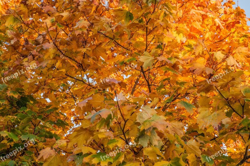 Autumn Leaves Maple Fall Nature