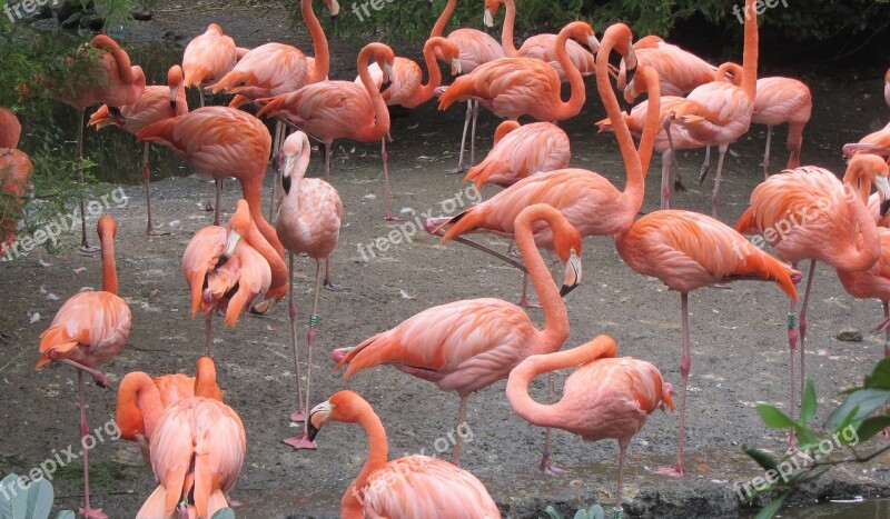 Flamingo Pink Flamingo Pink Bird Group Of Birds