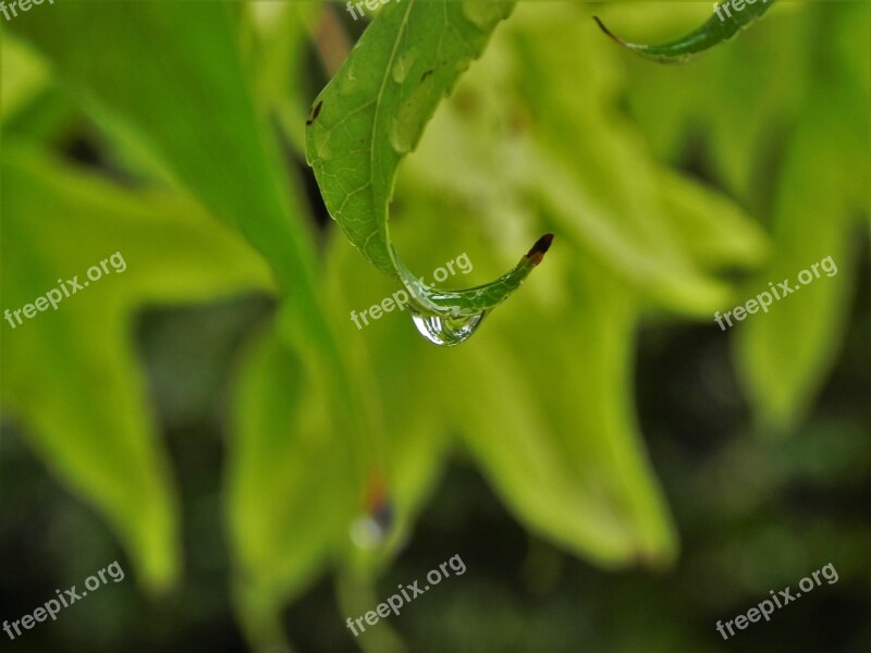 Leaves Water Drop Nature Green Free Photos