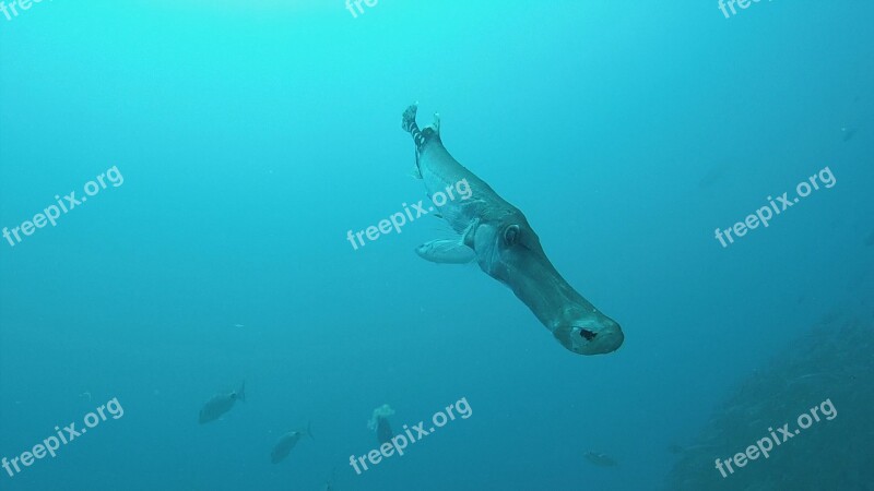 Fish Ocean Diving Marine Underwater