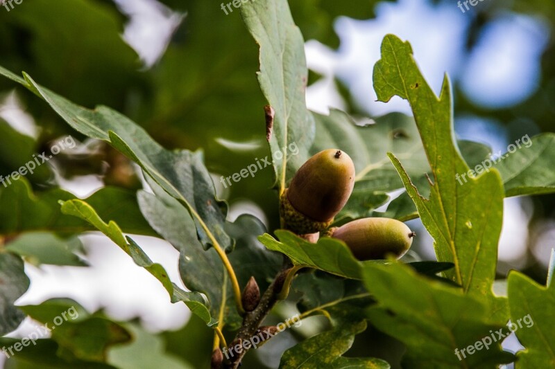 Acorns Oak B Oak Leaves Autumn