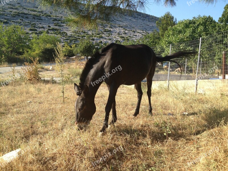 Horse Animal Farm Rural Equine