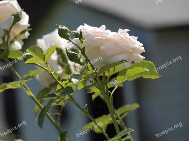 Rose Garden Fragrant Flower Blossom Bloom