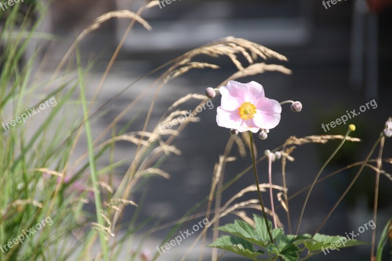 Flowers Grass Bloom Summer Plant