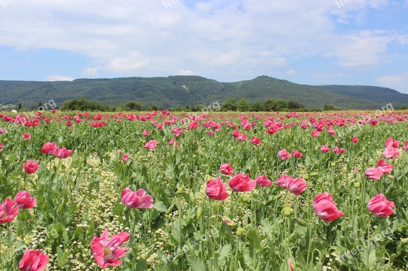 Poppy Field Of Poppies Mohngewaechs Landscape Poppy Buds