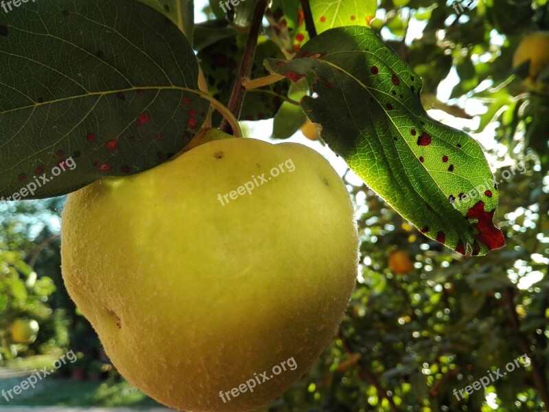 Apple Quince Fruit Autumn Mature