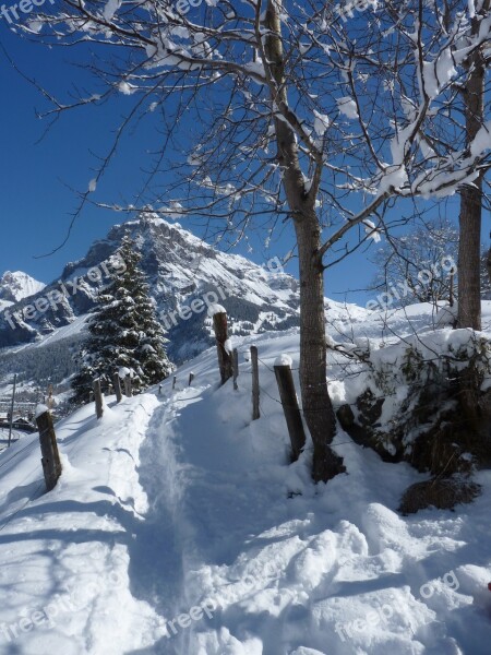 Snow Winter Mountain Cold Tree