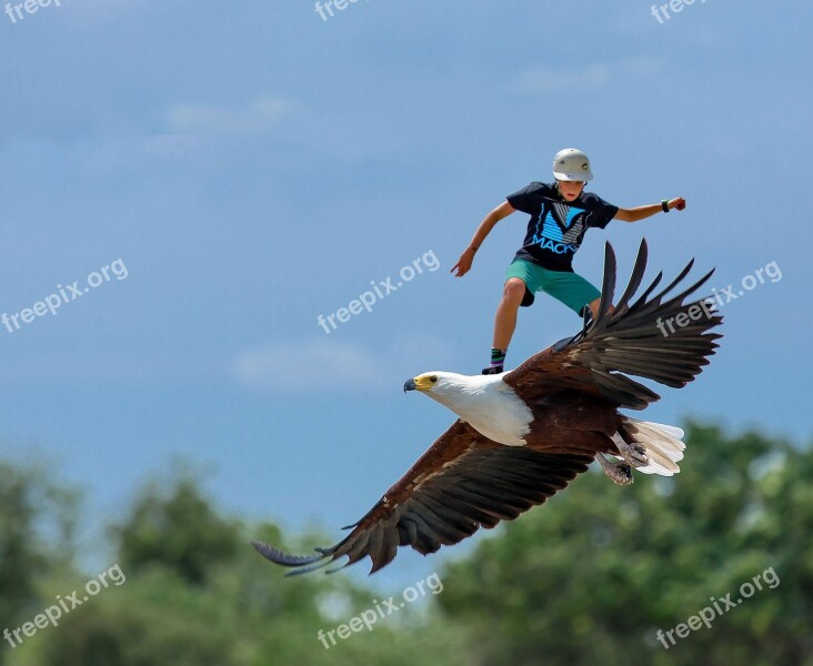 Skatebirding Freedom Eagle Fly Wild