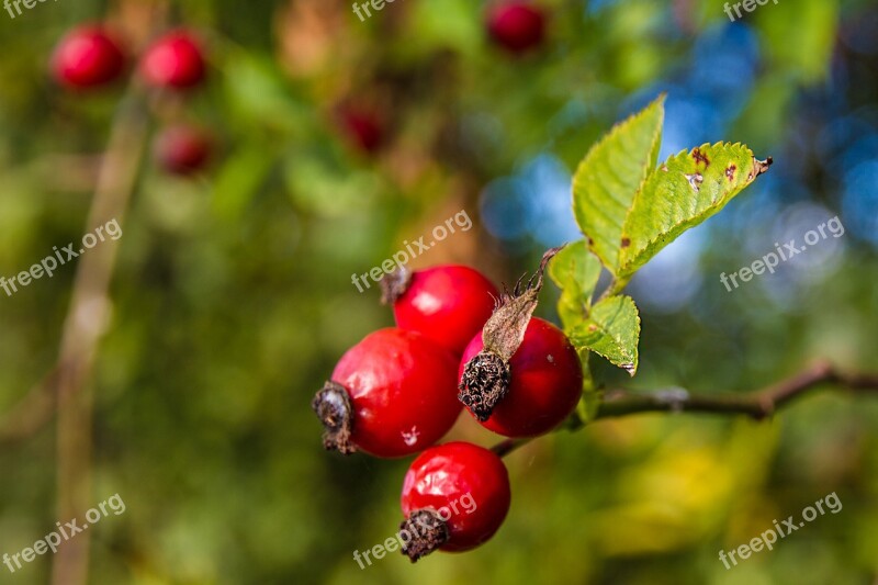 Rose Hip Fruits Red Fruit Nature