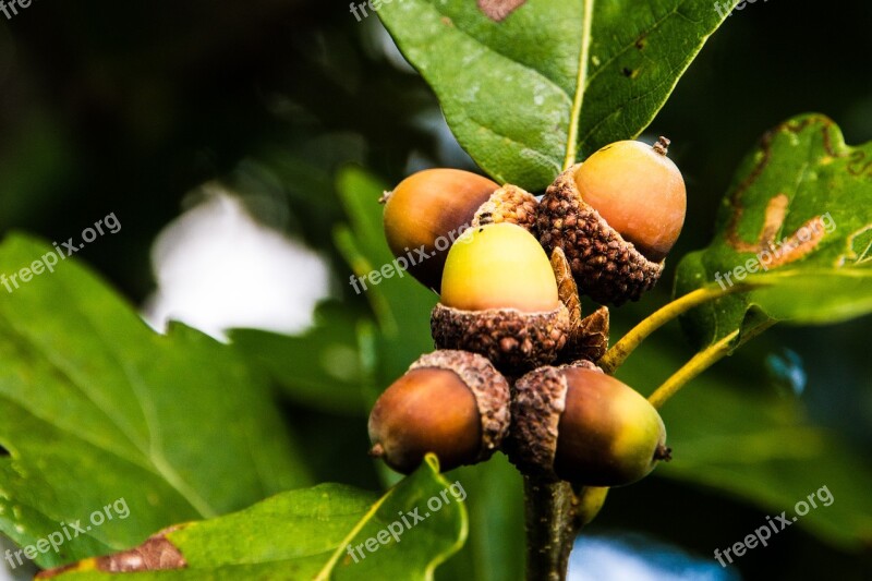 Acorns Oak Oak Leaves Autumn Nature