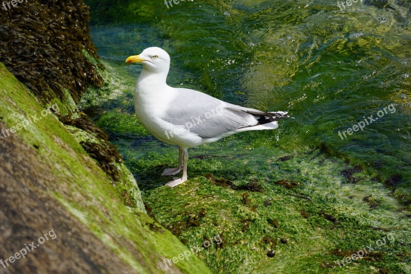 Bird Fauna Gull Nature Ornithology