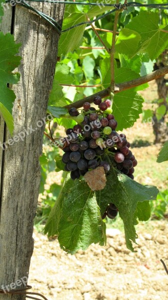 Wine Provence Grape Summer Grapevine