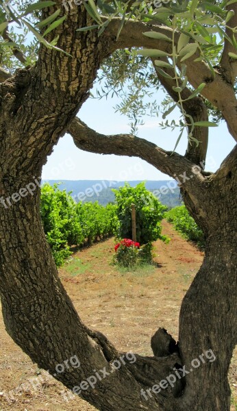 Wine Provence Olive Tree South Of France Luberon