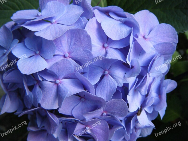 Hydrangea Blossom Bloom Flower Garden