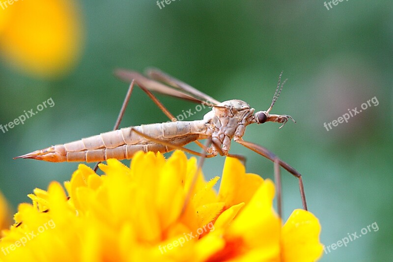 Schnake Schneider Close Up Insect Free Photos