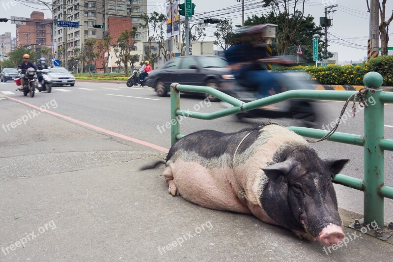 Pig Pet Street Domestic Animal