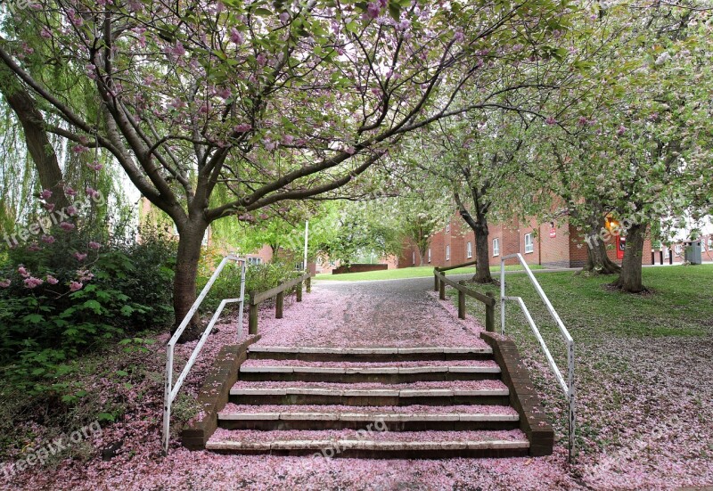 Cherry Blossom Petals Outdoors Pink Tree