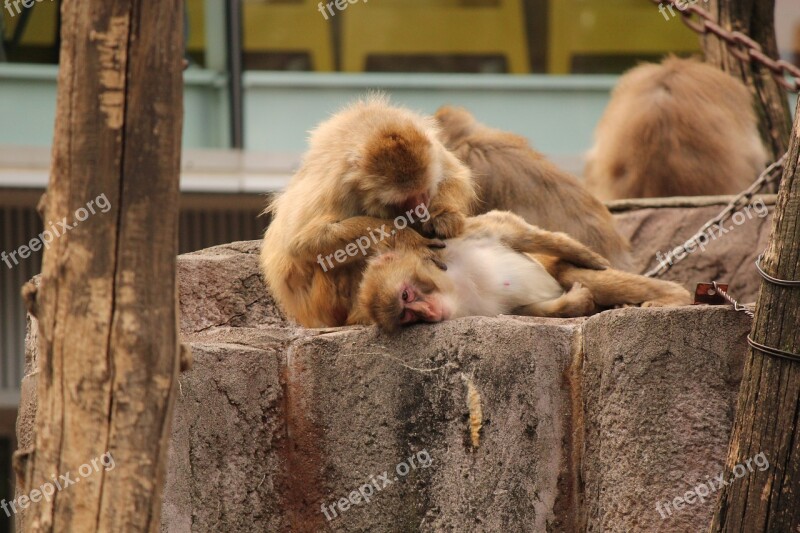 Monkey Zodiac Signs Relax Free Photos