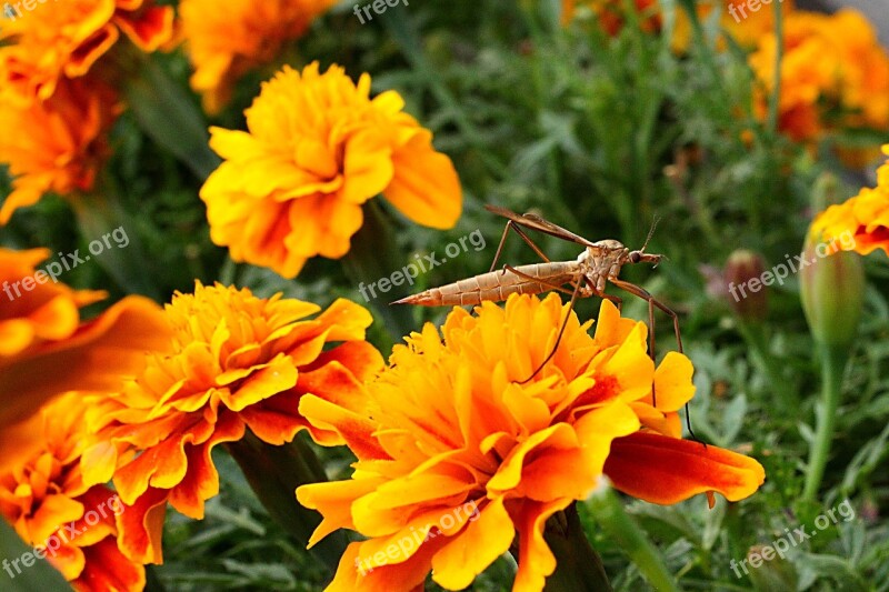 Schnake Schneider Close Up Insect Nature