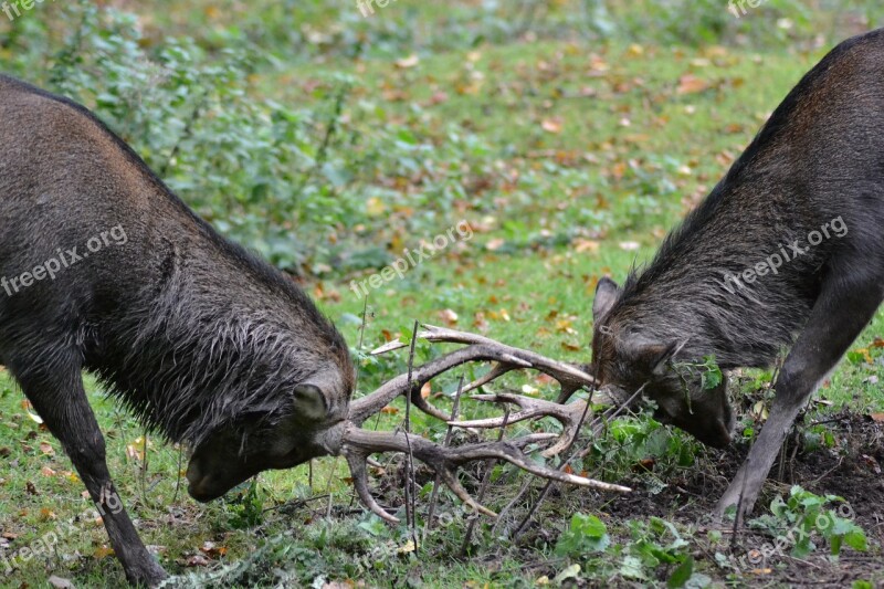 Deer Sika Deer Fight Revier Fight Wild