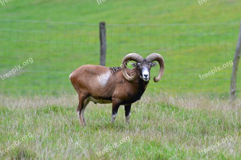 Mouflon Horns Wildlife Park Deer Park Animal