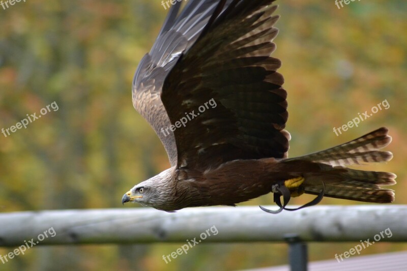 Milan Wildlife Park Bird Nature Raptor