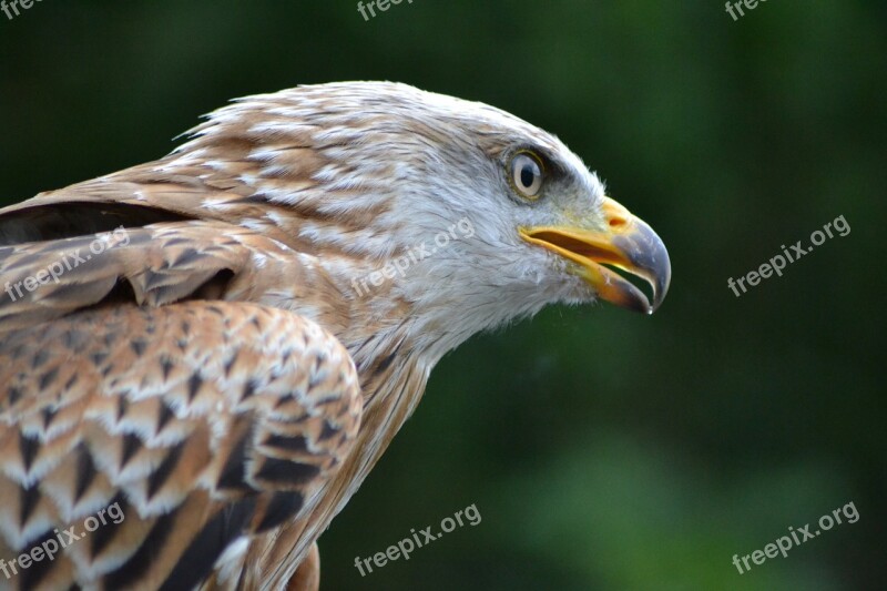 Milan Wildlife Park Bird Nature Raptor