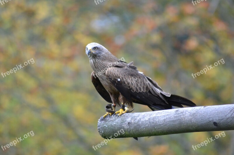 Milan Wildlife Park Bird Nature Raptor