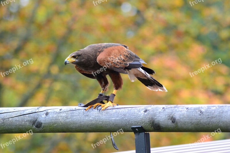 Milan Wildlife Park Bird Nature Raptor