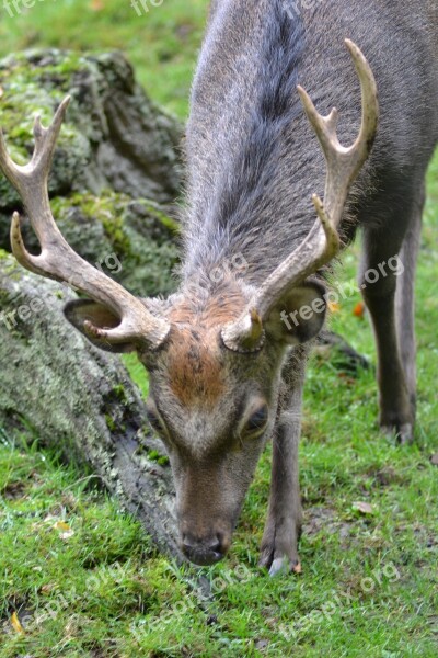 Hirsch Antler Eat Sika Deer Wildlife Park