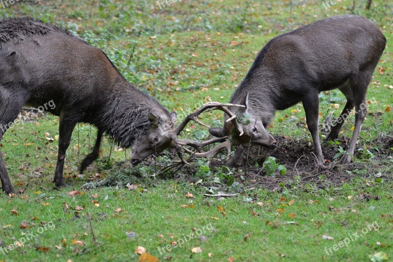 Deer Sika Deer Fight Wild Watch