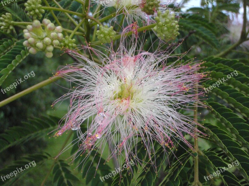 Mimosa Flower Dew Spring Bloom