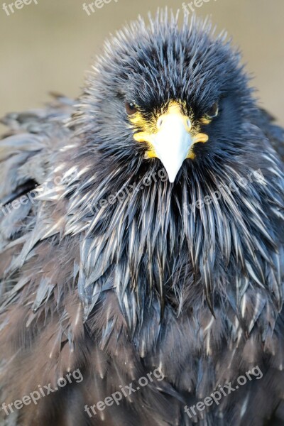 Caracará Bird Of Prey Bird Animal Wildlife