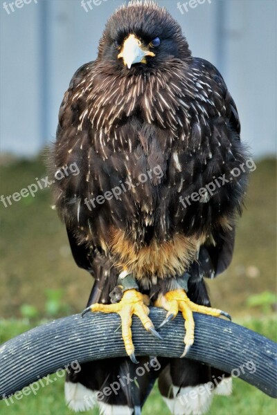 Caracará Bird Of Prey Bird Animal Wildlife