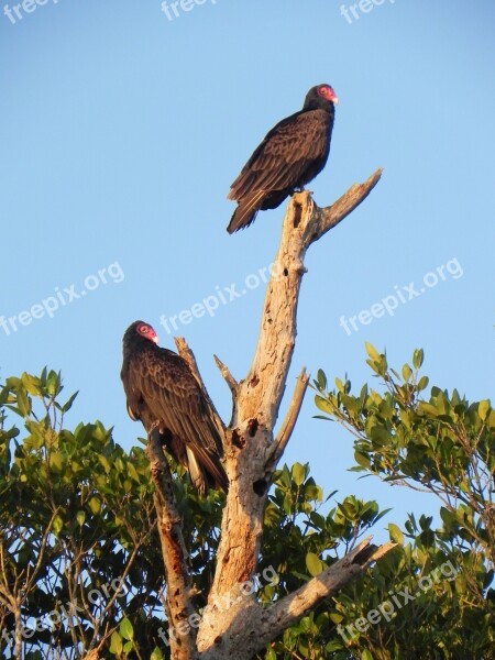 Vultures Birds Scavenger Free Photos