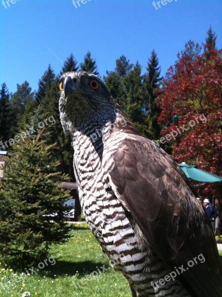 Falcon Bird Of Prey Raptor Falkner Free Photos