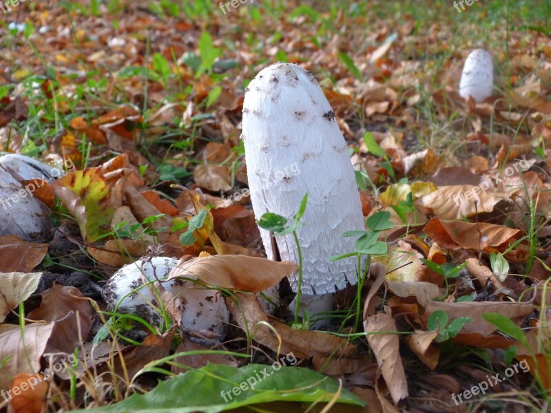 Mushrooms Nature Forest Autumn Mushroom Picking